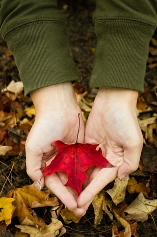 Illustration for article titled Shooting Challenge Fall Leaves Gallery 1